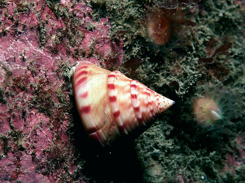 Calliostoma zizyphinum